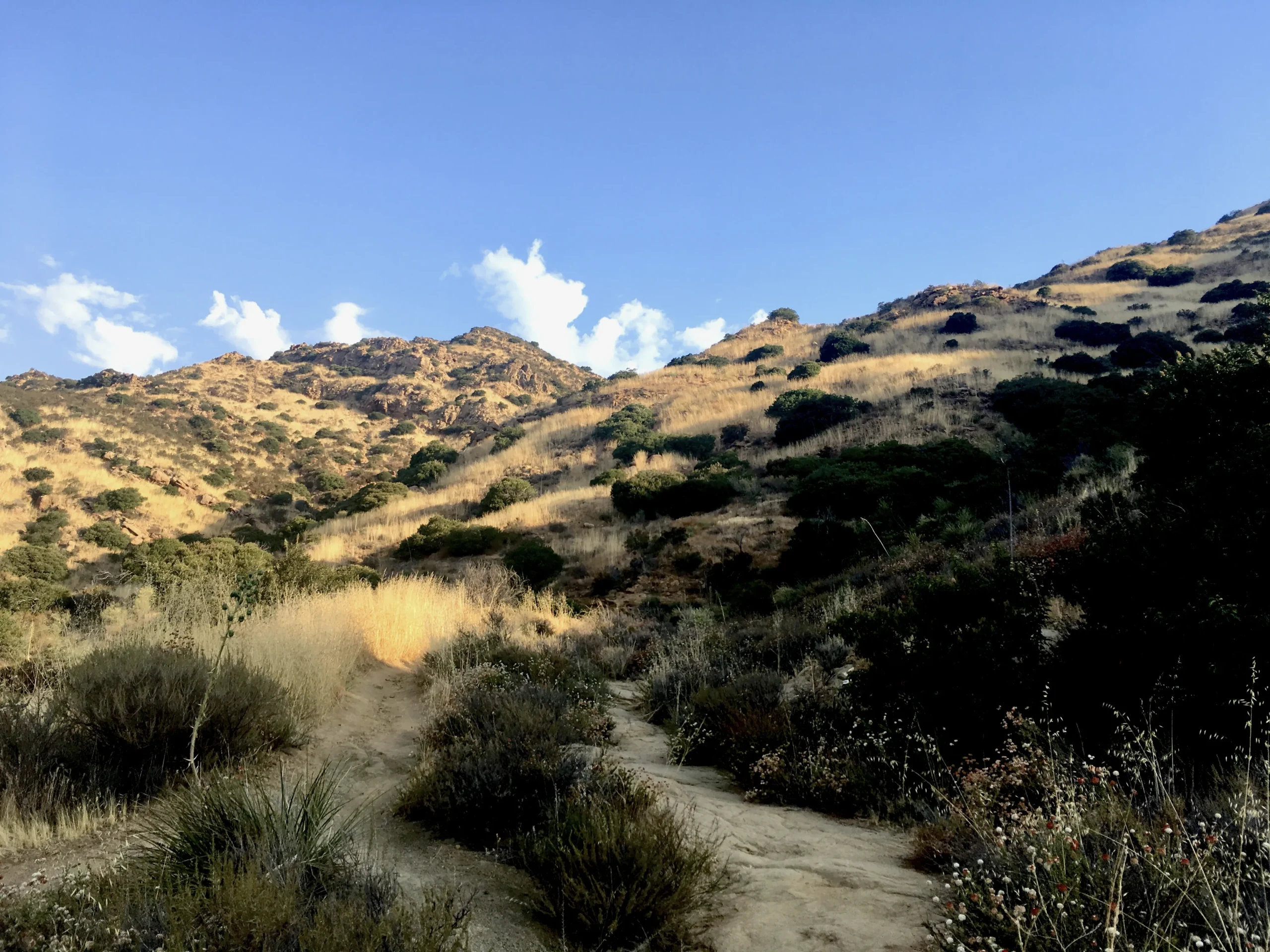 A dirt trail winding through chaparral scrubland in the Santa Monica Mountains, golden light on dry grass and tough green shrubs clinging to rocky hillside